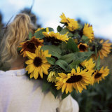 Buy Sunflowers Being Carried by Grower, Washington State, USA at AllPosters.com