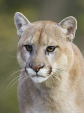 Mountain Lion Staring, in Captivity, Minnesota Wildlife Connection, Minnesota, USA