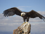 Buy Bald Eagle (Haliaeetus Leucocephalus) Perched with Spread Wings, Boulder County, Colorado at AllPosters.com
