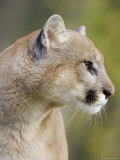 Mountain Lion Staring, in Captivity, Minnesota Wildlife Connection, Minnesota, USA