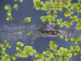 Juvenile Alligator in Swampland (Bayou) at Jean Lafitte National Historical Park and Preserve, USA