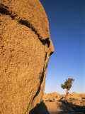 Buy Afternoon Light on Rock and Tree, Joshua Tree National Park, California at AllPosters.com
