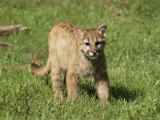 Mountain Lion (Felis Concolor), Six Months Old, in Captivity, Minnesota, USA