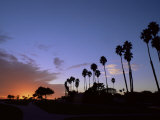 Buy Palm Trees in Silhouette in Park on Bluff Overlooking the Pacific Ocean, Santa Barbara, California at AllPosters.com