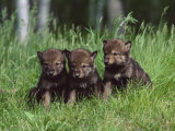 Buy Gray Wolf Pups (Canis Lupus), 27 Days Old, in Captivity, Minnesota, USA at AllPosters.com
