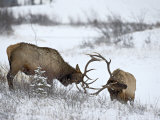 Buy Two Bull Elk (Cervus Canadensis) Sparring in the Snow, Jasper National Park, Alberta, Canada at AllPosters.com