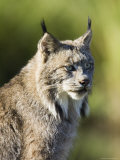 Buy Close-Up of a Lynx (Lynx Canadensis) Sitting, in Captivity, Sandstone, Minnesota, USA at AllPosters.com