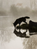 Buy Gray Wolf (Canis Lupus) Drinking in the Fog, Reflected in the Water, in Captivity, Minnesota, USA at AllPosters.com