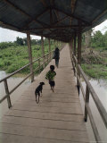 Buy Dog Follows Boy Carrying Bananas in Small Community Outside Iquitos, South America at AllPosters.com