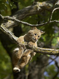 Buy Young Bobcat Hanging onto a Branch, Minnesota Wildlife Connection, Sandstone, Minnesota, USA at AllPosters.com