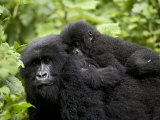 Adult Female Mountain Gorilla with Infant Riding on Her Back, Amahoro a Group, Rwanda, Africa