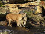 Captive Mountain Lion Mother and Two Cubs Standing on a Rock in a River, Sandstone