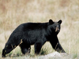 Black Bear (Ursus Americanus), Outside Glacier National Park, Montana
