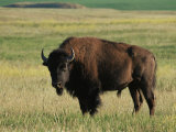 Buy Bison (Bison Bison), Theodore Roosevelt National Park, North Dakota at AllPosters.com