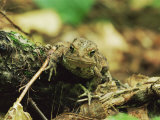 Woodhouse's Toad (Bufo Woodhousei), Ricketts Glen State Park, Pennsylvania