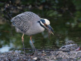 Yellow-Crowned Night Heron (Nyctanassa Violacea), J. N. 