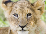 Head on Shot of Lion Cub Looking at Camera, Masai Mara Game Reserve, Kenya, East Africa, Africa