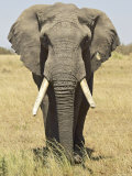 Front View of African Elephant with a Pierced Ear, Masai Mara National Reserve, East Africa, Africa