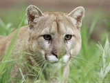 Mountain Lion (Felis Concolor), in Captivity, Sandstone, Minnesota, USA