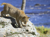 Buy Young Bobcat (Lynx Rufus) in Captivity, Minnesota Wildlife Connection, Sandstone, Minnesota, USA at AllPosters.com