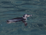 Galapagos Penguin, Isabela Island, Galapagos Islands, Ecuador, Pacific Ocean