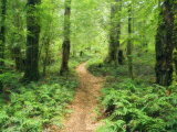 Buy Footpath Through Myrtle Beech Trees in the Temperate Rainforest, Australia, Pacific at AllPosters.com