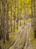 Buy Two-Track Lane Through Fall Aspens, Near Telluride, Colorado at AllPosters.com