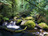 Taggerty River, Tree Ferns and Myrtle Beech Trees in the Temperate Rainforest, Victoria, Australia