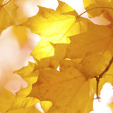Autumn Leaves in Soft Sunshine III