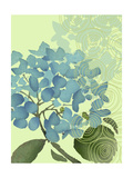 Hydrangea in Blue
