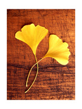 Buy Yellow Ginkgo Leaves at AllPosters.com