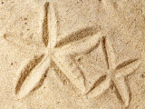 Buy Starfish Imprints at AllPosters.com