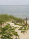 Buy Sandy Dune with Vetch and Grasses at AllPosters.com