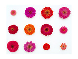 Pinks and Reds on White, Zinnia Family