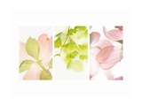 Pink Dogwood Flowers II