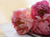 Pink Peonies