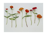 Zinnia Row on White