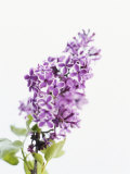 Lilac Beauty
