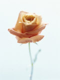 Coral Rose