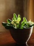Petite Blossoms I