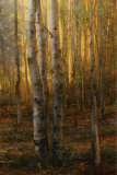 Into The Forest II Limited Edition