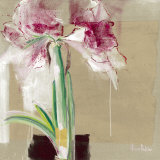 Buy Amaryllis Tachete at AllPosters.com