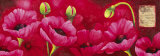 Planche d'Anemones Fushia