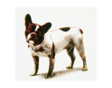 Dog, c.1986