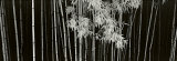 Bamboo, China