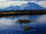 Beaver Hauls Willows to its Cache in the Shadow of Mount Mckinley, Alaska