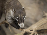 Buy Coatimundi at the Henry Doorly Zoo, Omaha Zoo, Nebraska at AllPosters.com