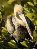 Closeup Portrait of a Brown Pelican, Sanibel Island, Florida