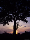 Buy Cattle Graze Beneath a Shea Tree in Uganda at AllPosters.com