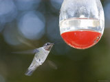Anna's Hummingbird at a Feeder in Oak View, California